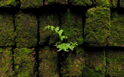 How A Soft Wash Removed Green Algae And Mildew From A Chester MD Home